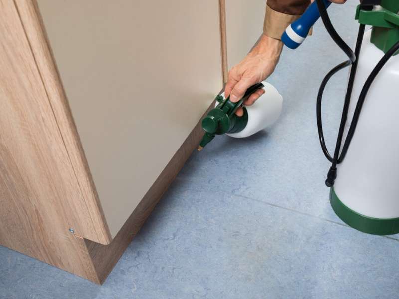 Organic and Eco-Friendly Pest Solutions
